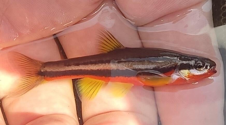 Roodbuik elrits, Dieren en Toebehoren, Vis, Zoetwatervis, Schoolvis