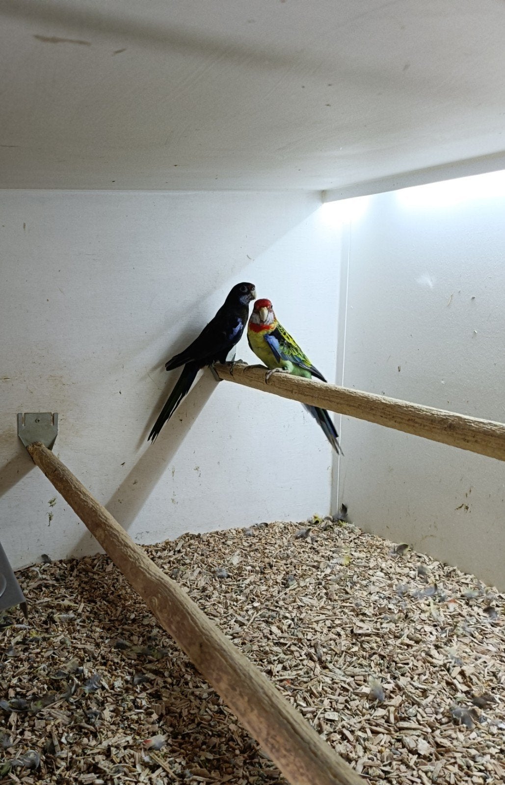 Rosella's, 2 koppels, Meerdere dieren, Parkiet, Geringd