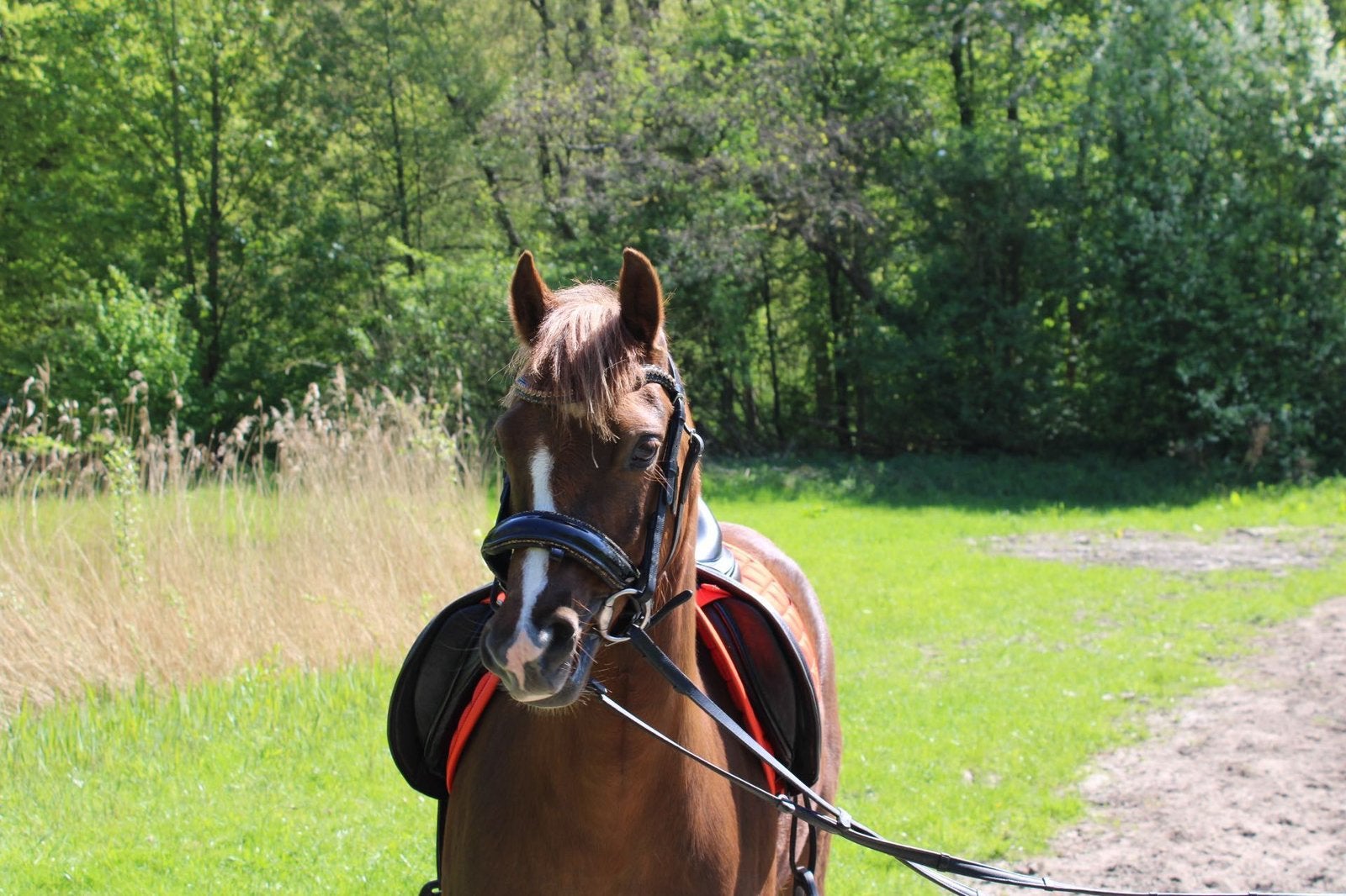 Welsh merrie te koop, Dieren en Toebehoren, Pony's, Merrie, Niet van toepassing, Springpony, C pony (1.27m tot 1.37m)