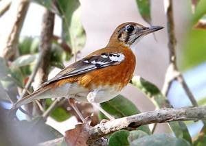Koppel timor lijsters getingd 2025 met d.n.a zangvogel, Dieren en Toebehoren, Vogels | Overige Vogels, Meerdere dieren, Geringd