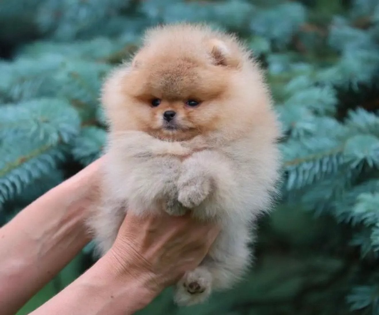 Pomeriaan bearface pup teefje, Dieren en Toebehoren, Particulier, Keeshond, 8 tot 15 weken, Buitenland