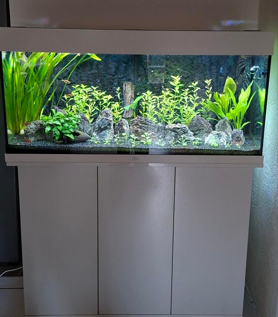 Juwel 180 met co2 zeer complete aquarium lees advertentie, Ophalen, Juwel, Inclusief deksel, Gevuld zoetwateraquarium