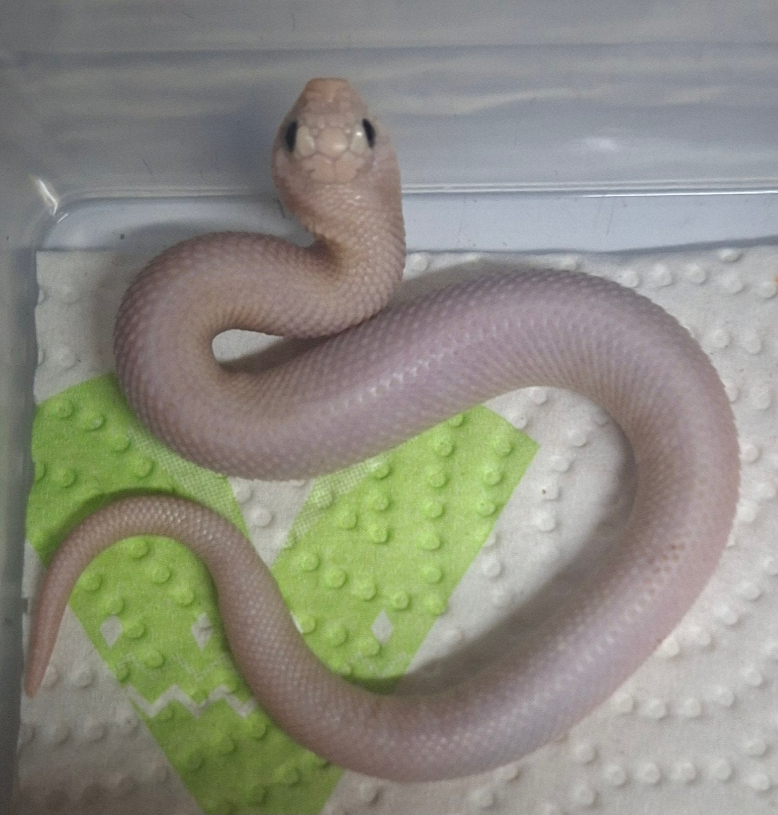 hognose lucy 1.0, Dieren en Toebehoren, Reptielen en Amfibieën, Slang, 0 tot 2 jaar