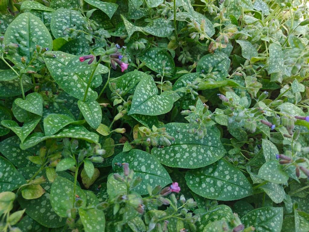 Stekken van gevlekt longkruid (Pulmonaria officinalis), Overige soorten, Vaste plant, Ophalen of Verzenden, Halfschaduw