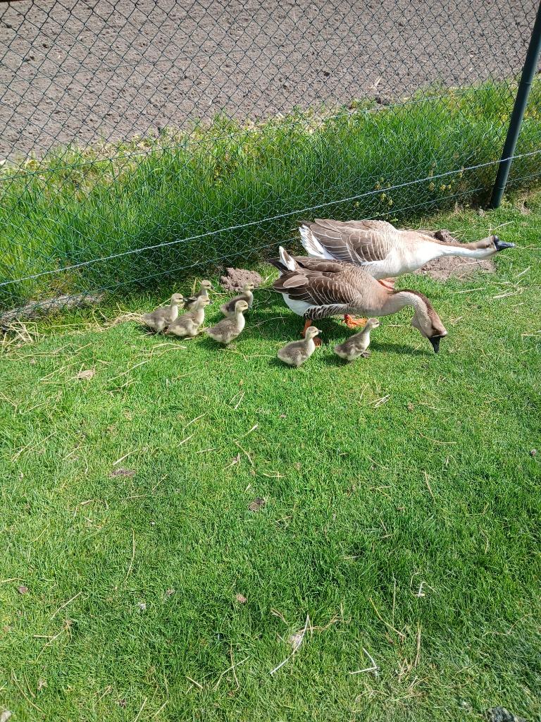 Ganzen jonge, Dieren en Toebehoren, Pluimvee, Geslacht onbekend, Gans of Zwaan