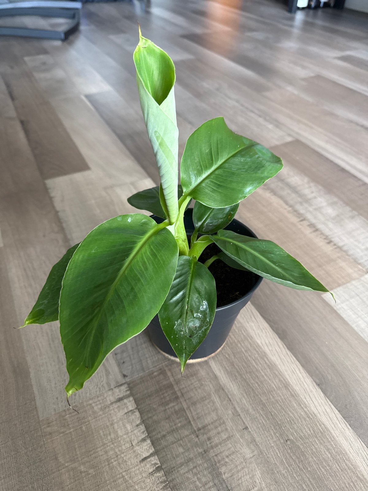 Musa Dwarf Cavendish - bananenplant in pot, Overige soorten, Volle zon, Vaste plant, Ophalen of Verzenden