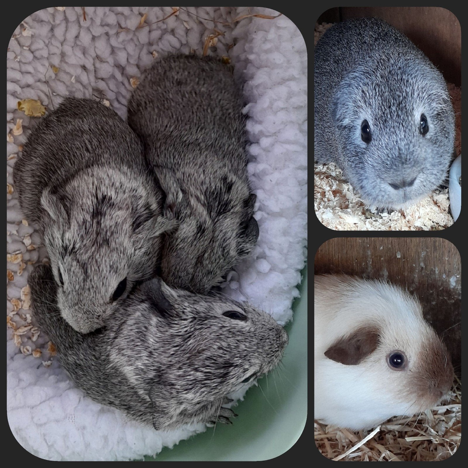Jonge cavia,zeugje(24-7)zilveragouti X wit california choco, Dieren en Toebehoren, Cavia, Juli, Vrouwelijk, Tam