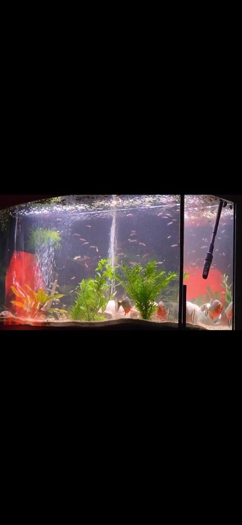 Juwel vision 180, Dieren en Toebehoren, Vissen | Aquaria en Toebehoren, Ophalen, Gebruikt, Leeg aquarium