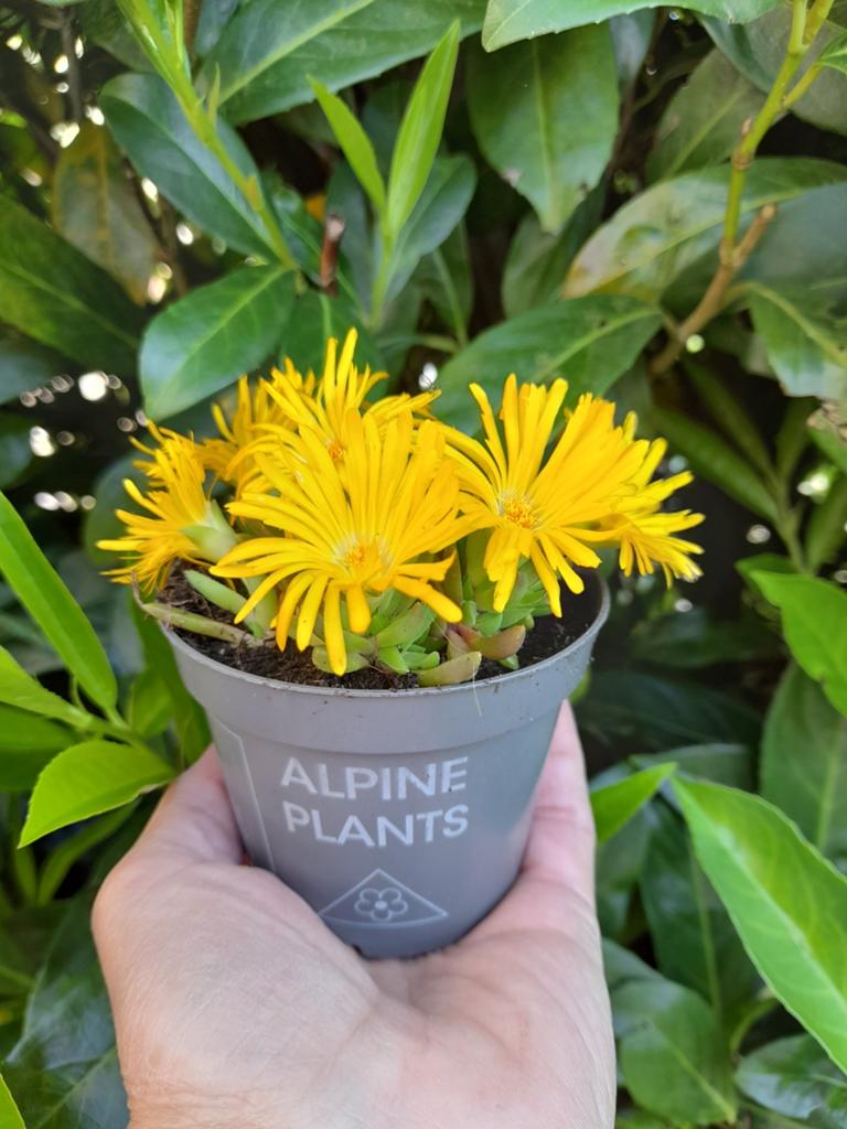 Delosperma, vaste ijsbloem, winterhard, Ophalen, Bodembedekkers, Volle zon, Vaste plant