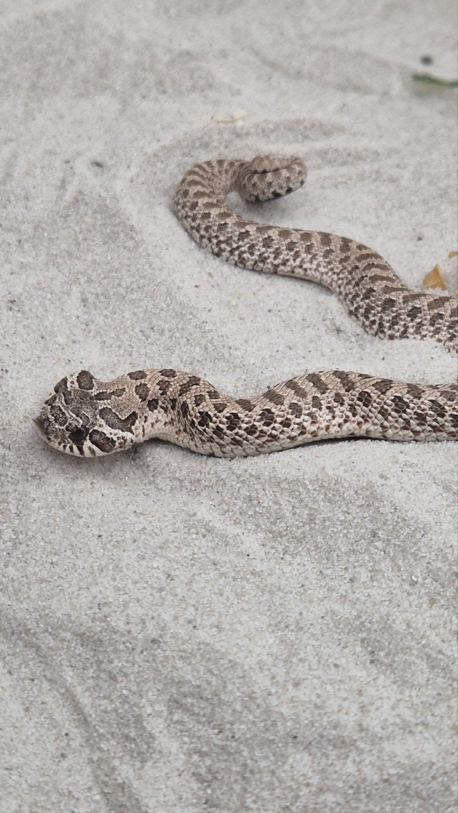 Haakneusslang het maitai Hognose Snake photo 4