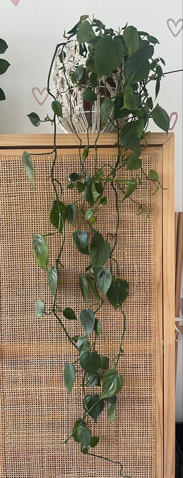 Philodendron Scandens - Hartjesblad hangplant, Ophalen, Overige soorten, Halfschaduw, In pot
