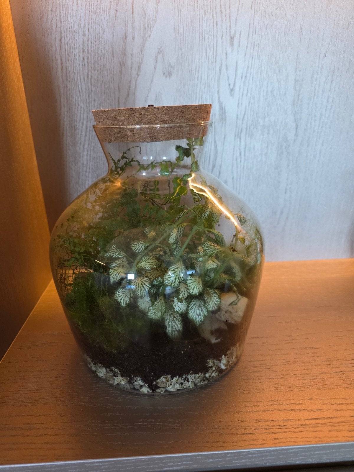 Plantenterrarium, Ophalen, Overige kleuren, Minder dan 50 cm, Glas