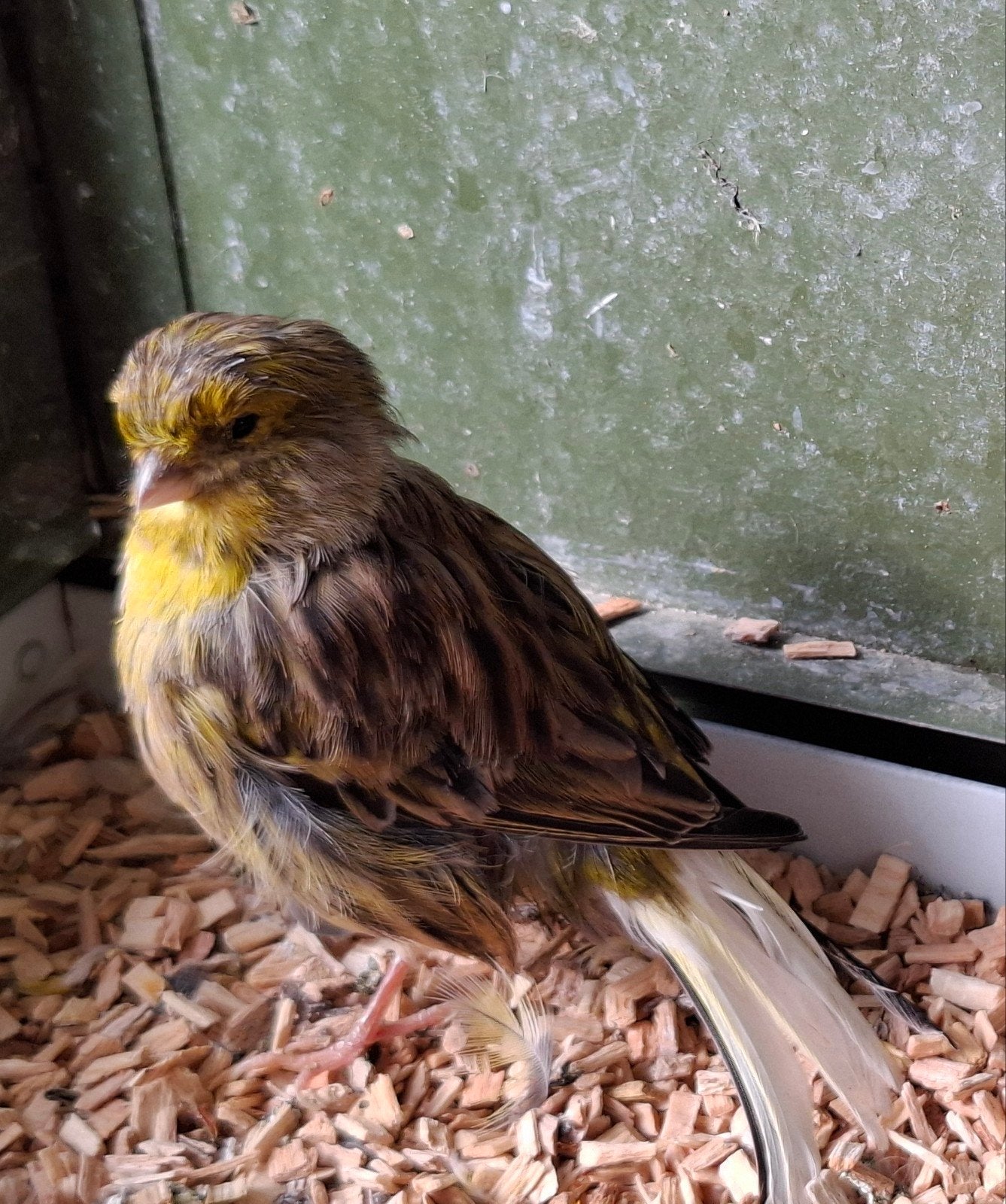 gloster kanarie pop, Vrouwelijk, Kleurkanarie