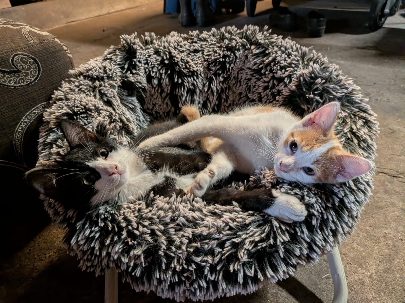 2 lieve katertjes te koop!, Kater