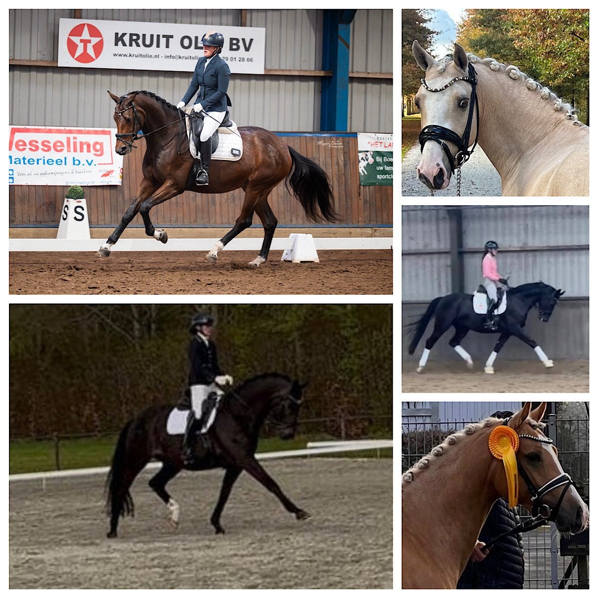 Trainingsstal CHF Horses 🐴, Dieren en Toebehoren, Ophalen of Verzenden, Nieuw, Overige soorten