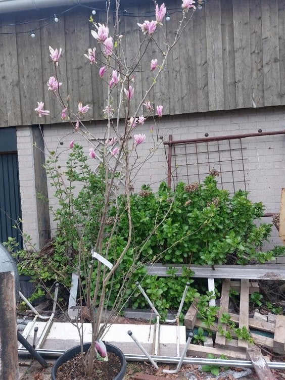 Magnolia Susan 150/175, Overige soorten, Lente, 100 tot 250 cm, Ophalen