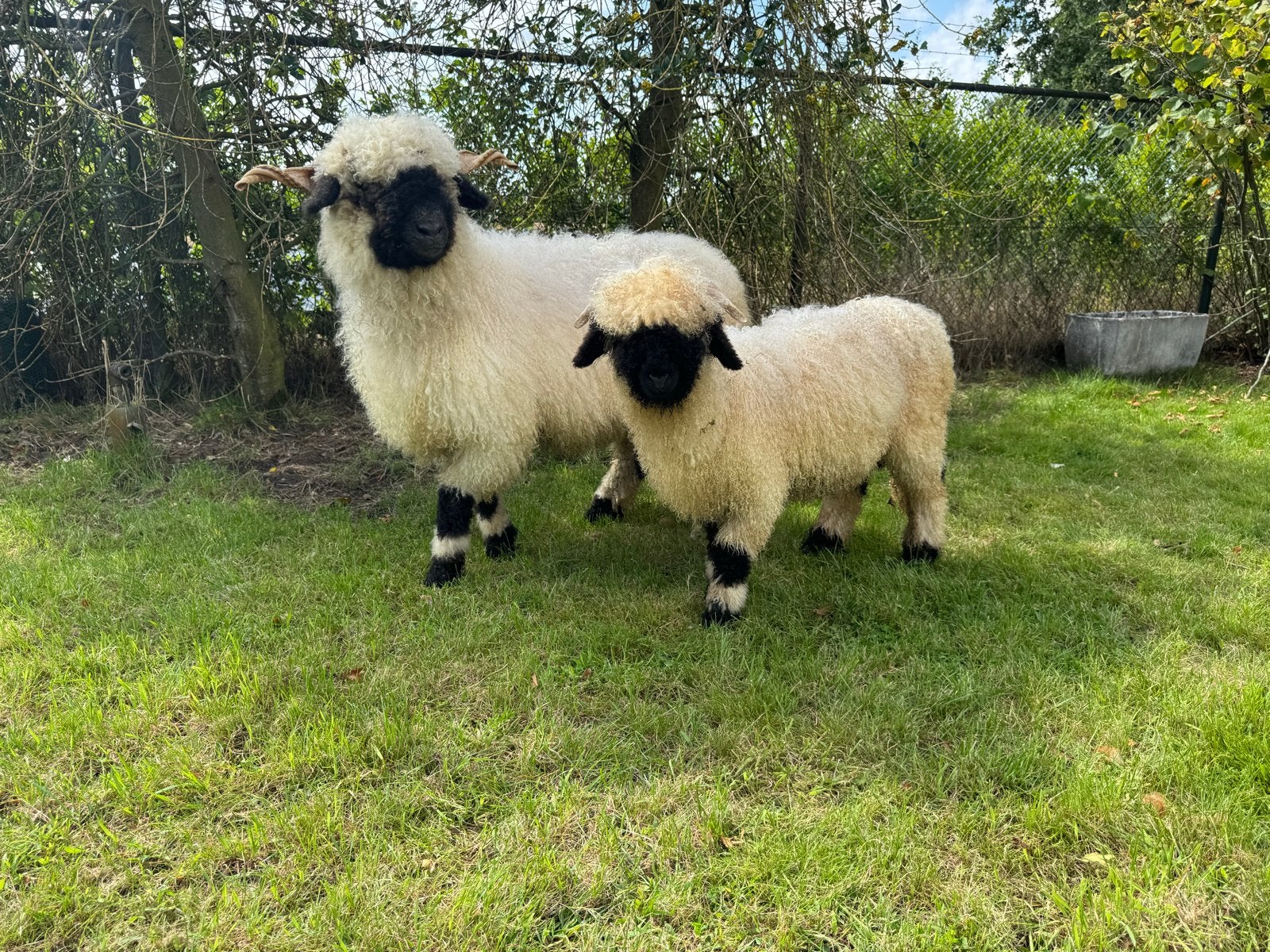 Walliser Schwarznase, Mannelijk, Schaap, 0 tot 2 jaar