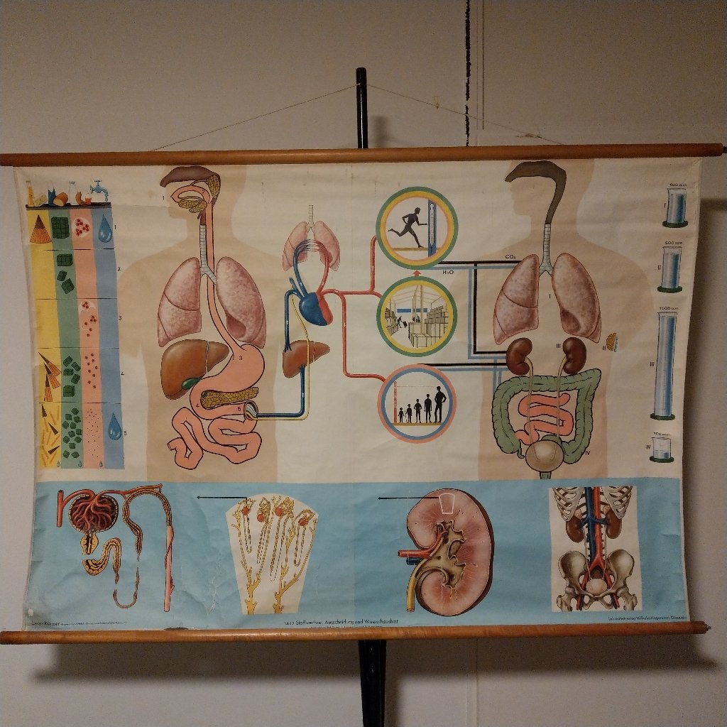 Schoolplaat Stofwisseling, uitscheiding en waterbalans, Ophalen, Natuur en Biologie