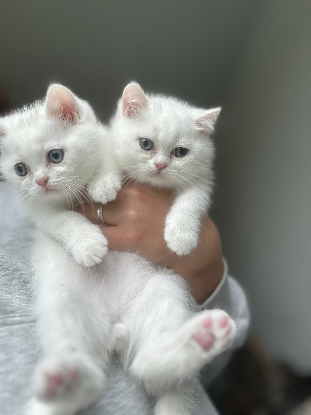 Britse korthaar kittens, Meerdere dieren, Ontwormd, 0 tot 2 jaar
