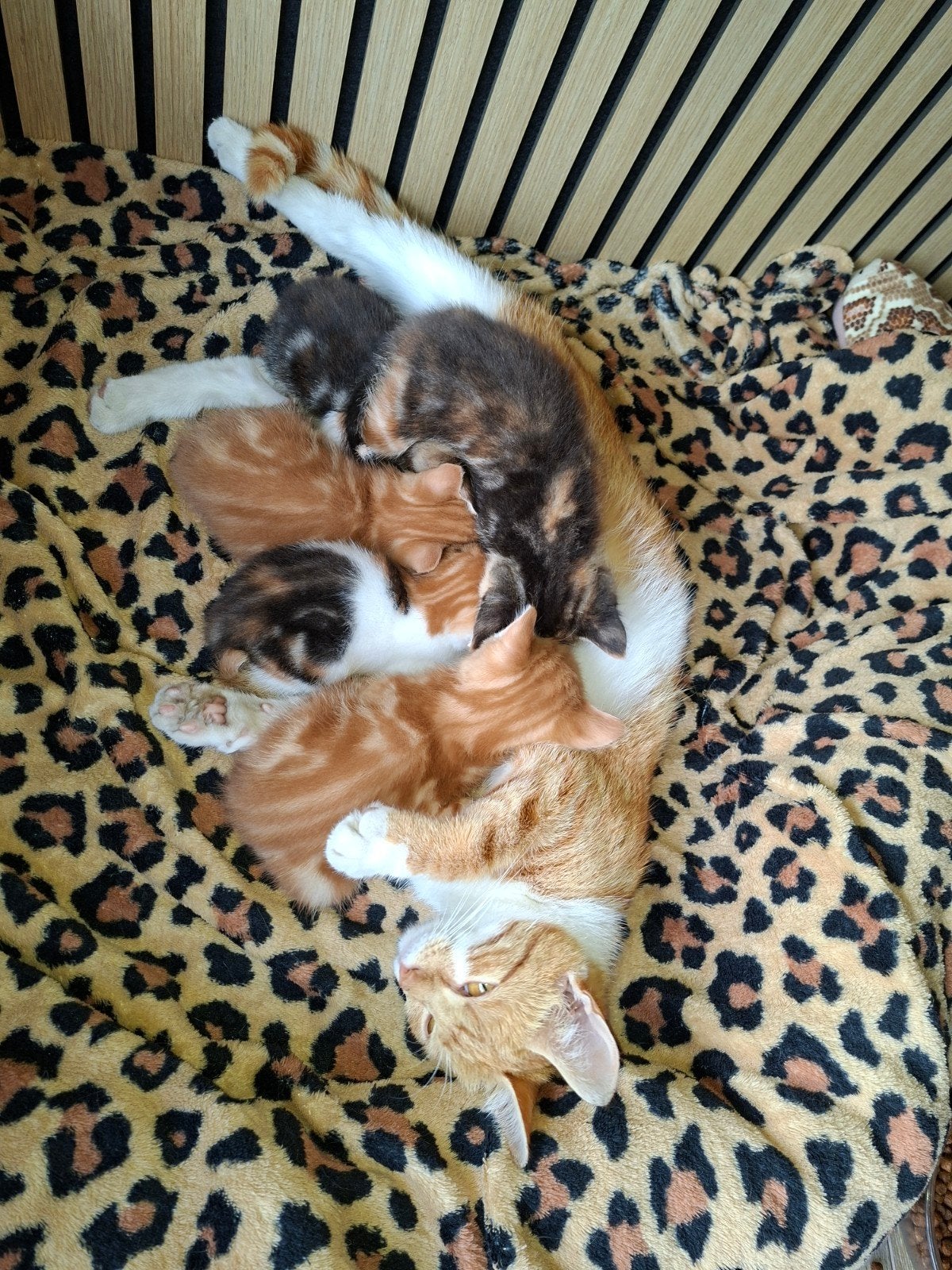 Lieve kittens, Poes