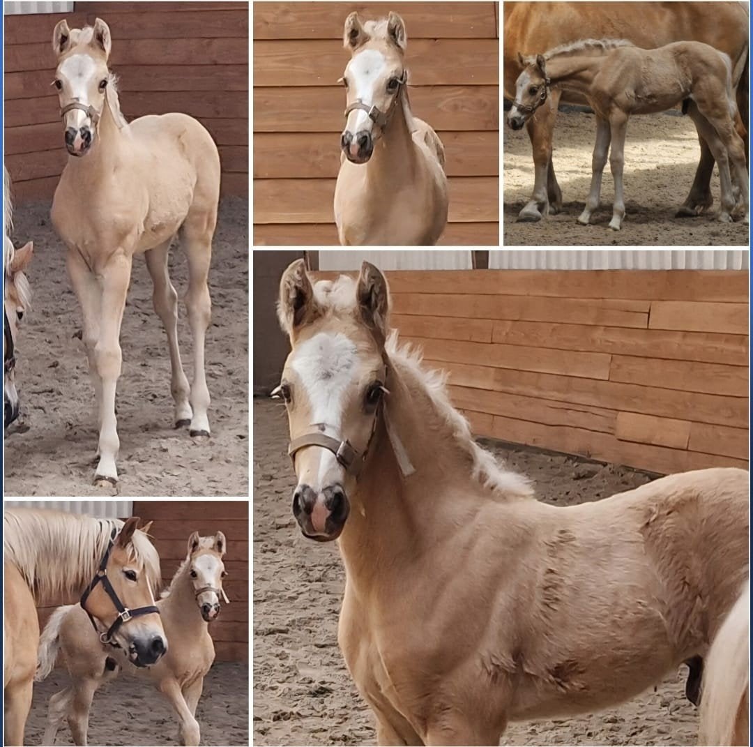 palomino hengst, Hengst, Minder dan 160 cm, 0 tot 2 jaar