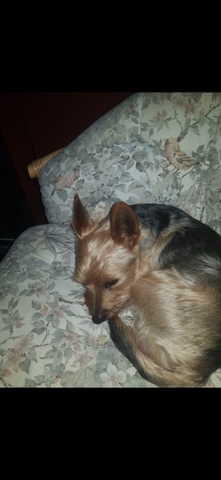 Gezocht pup 9-15 weken kleinblijvend GOUDEN mandje aangeb., 8 tot 15 weken, Teef, Eén hond, Nederland