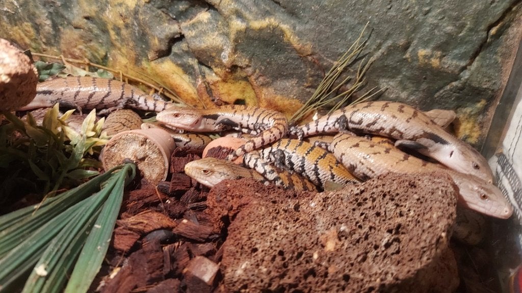 Diversen Tiliqua soorten vanaf €100,00, Hagedis, Tam, 0 tot 2 jaar