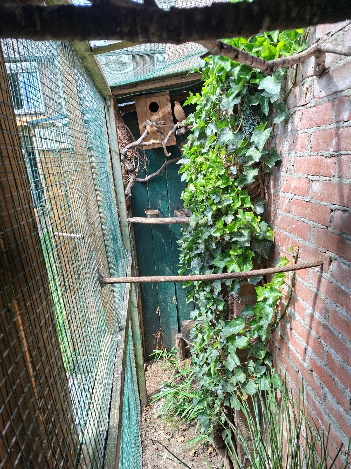 Pagodespreeuw, Meerdere dieren, Geringd