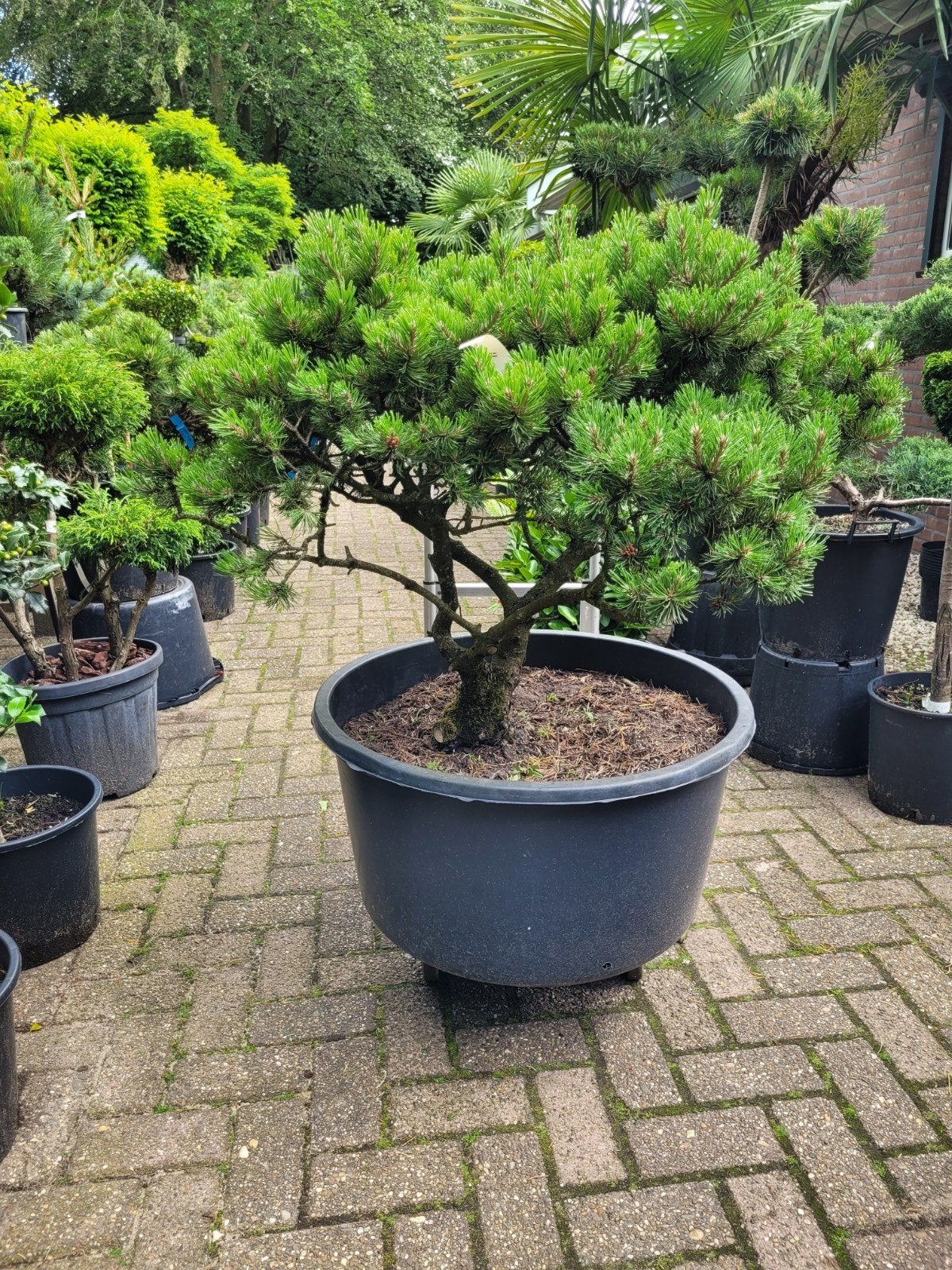 Pinus Parviflora 'Klosterkotter' - Oude Japanse Witte Den, Ophalen