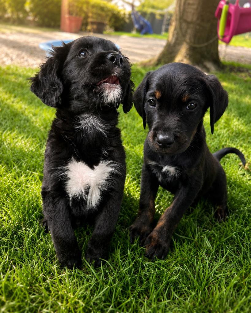 Labrador X Golden retriever, Golden retriever, Reu, 8 tot 15 weken, Meerdere