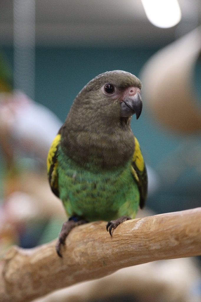 Knapperds | Jonge Baby Meyer papegaai | Handtam | getest, Dieren en Toebehoren, Vogels | Parkieten en Papegaaien, Meerdere dieren