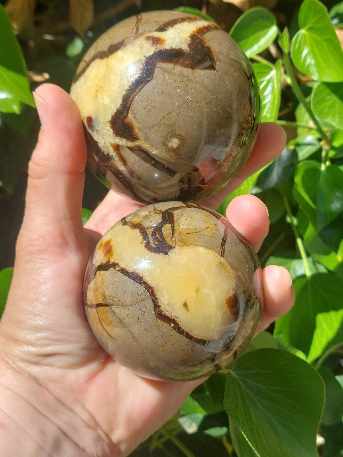 2 Septariebollen uit Madagascar - Aardend & Opbeurend, Verzamelen, Mineralen en Fossielen, Ophalen of Verzenden