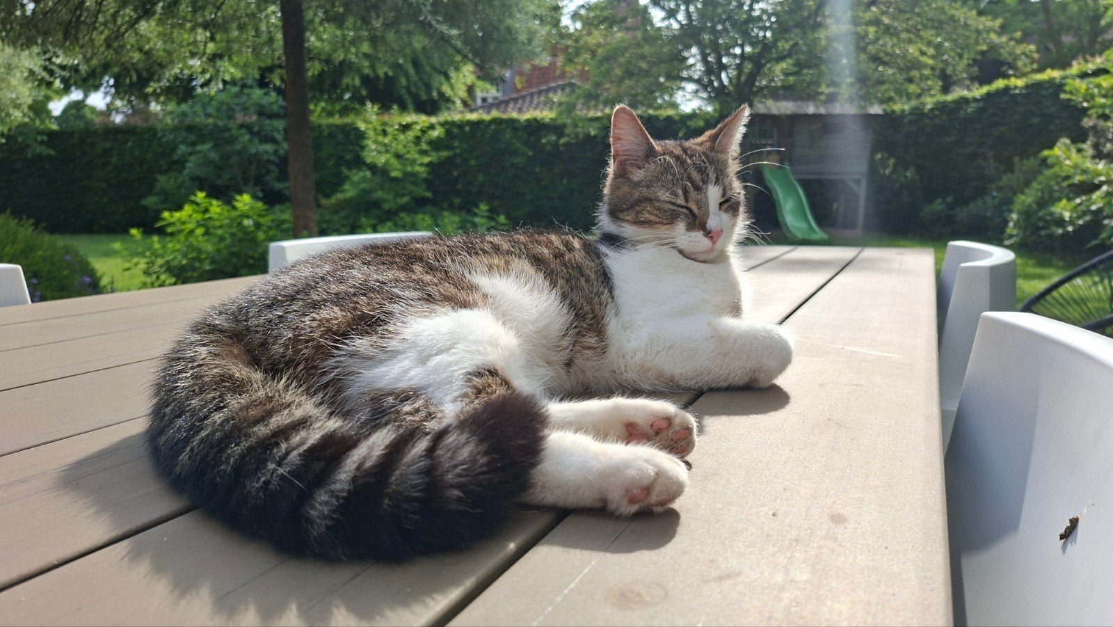 Lieve poes zoekt rustig nieuw thuis, Poes, Kortharig, 0 tot 2 jaar