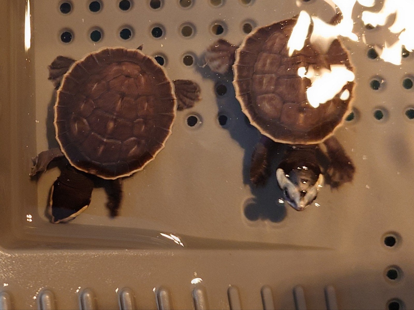 Nakweek Emydura Subglobosa (Roodbuikspitskop) schildpadden, Schildpad, 0 tot 2 jaar