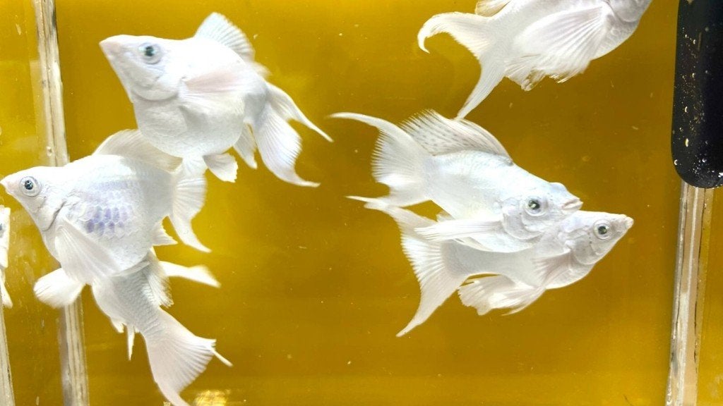 (Ballon) molly platinum white eye gezocht!, Vis, Zoetwatervis