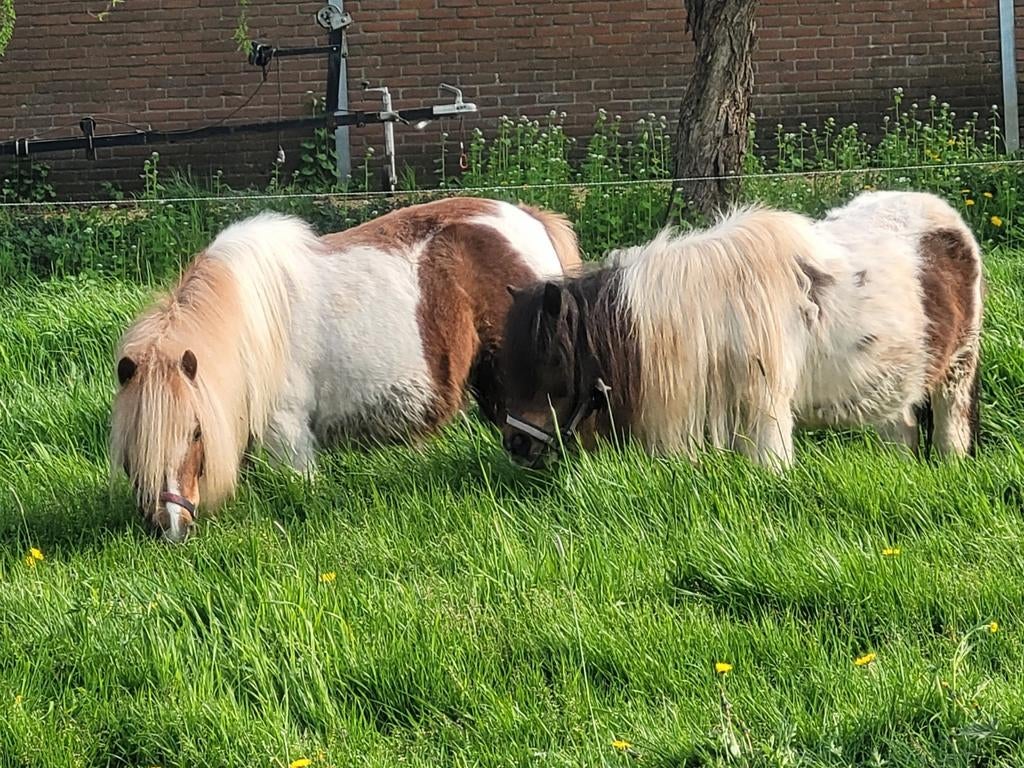 Gezocht: Shetlander/ Appaloosa hengstje, Dieren en Toebehoren, Pony's, Gechipt, Hengst, A pony (tot 1.17m), 3 tot 6 jaar