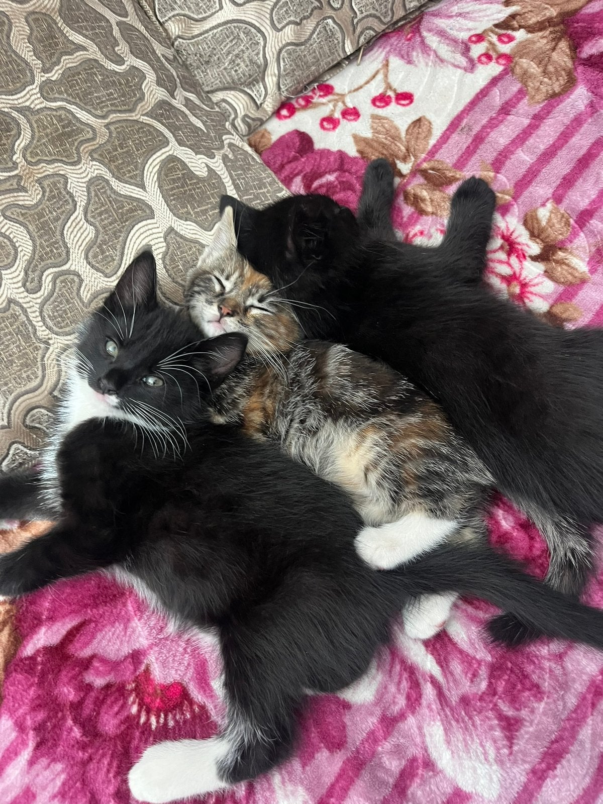 3 kittens, Dieren en Toebehoren, Katten en Kittens | Dekkaters