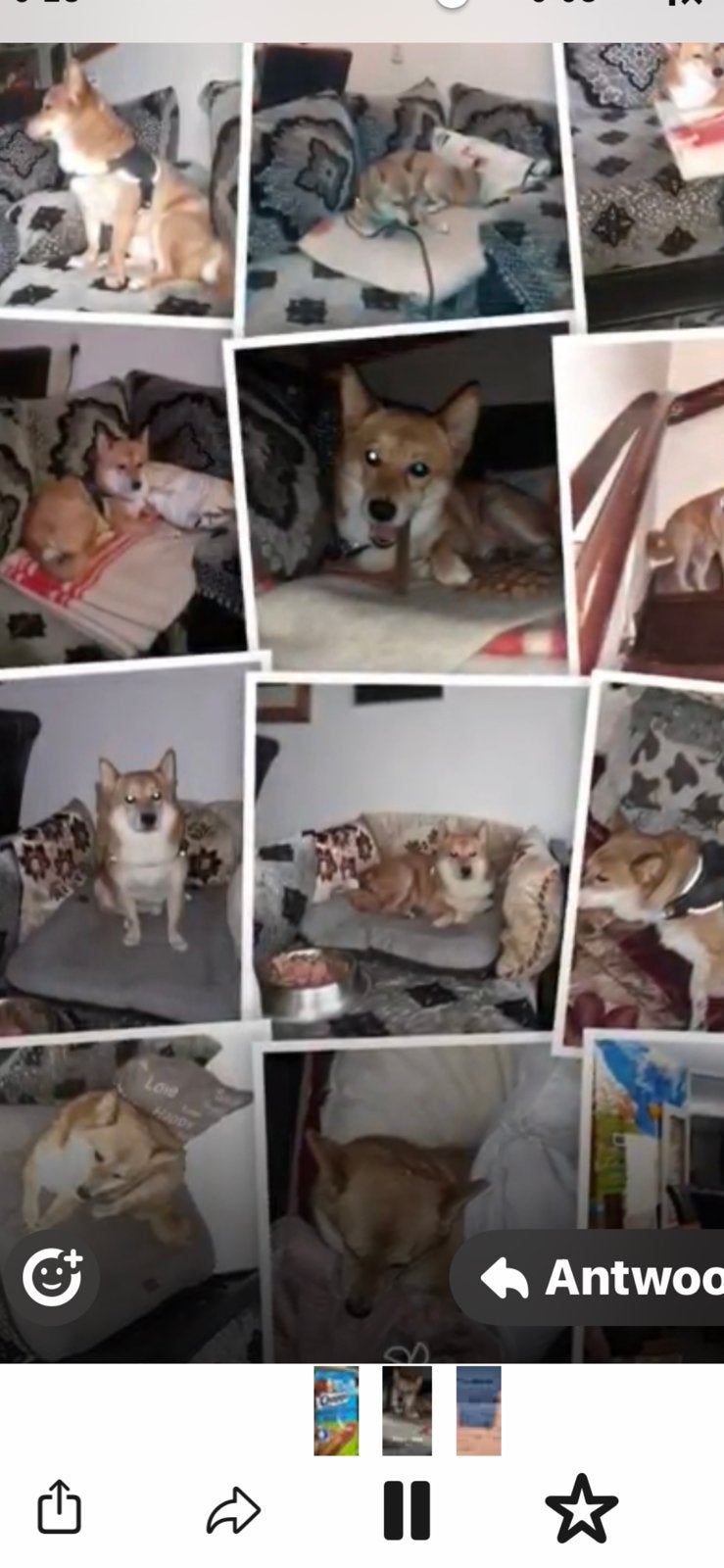 Shiba inu ( Reu ), Dieren en Toebehoren, Reu, Eén hond, HCC (leverziekte), Nederland