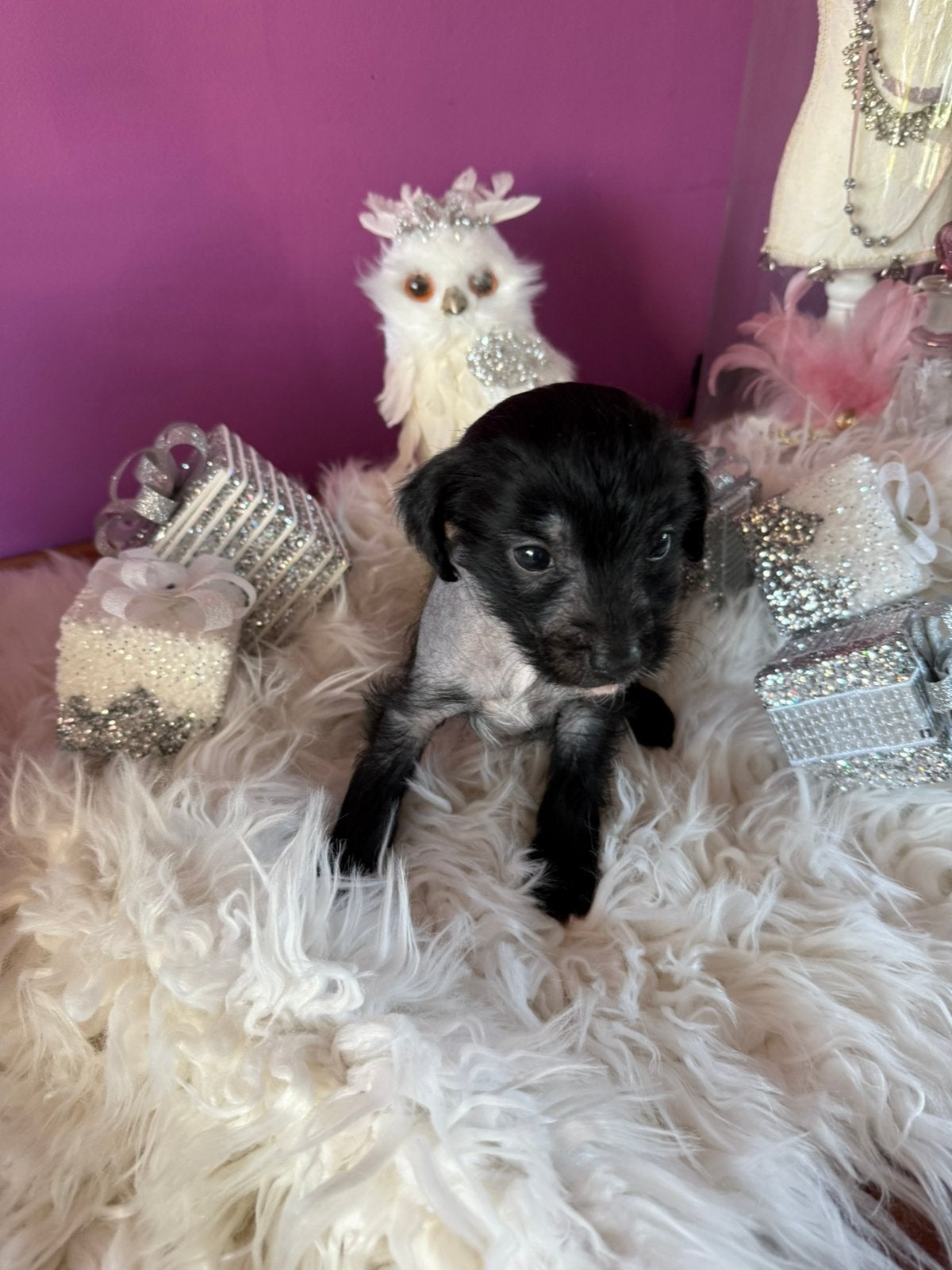 Chinese naakthond pups, Overige rassen, Meerdere, Meerdere dieren, Nederland