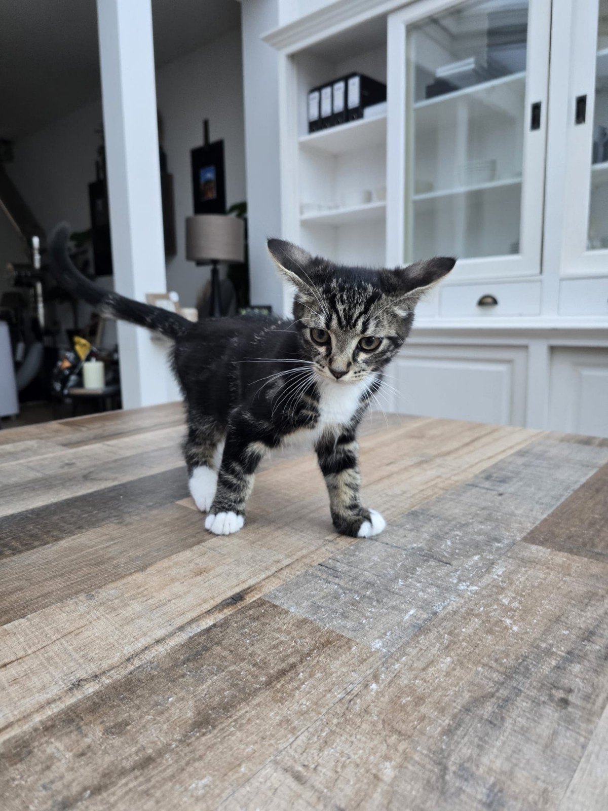 1 of 2 kittens te koop, Dieren en Toebehoren, Poes, 0 tot 2 jaar