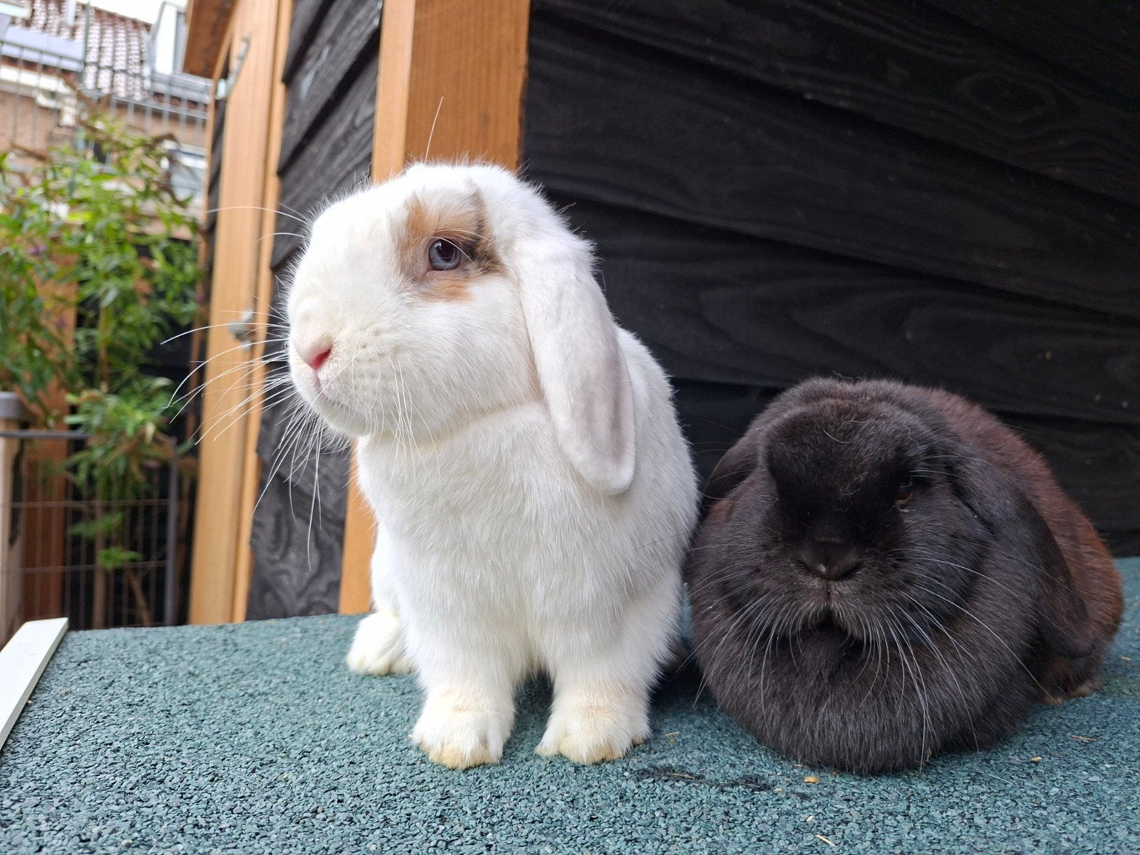 Lief koppel hangoortjes, zwart en wit (ram gecastreerd), Meerdere dieren, Hangoor, 0 tot 2 jaar