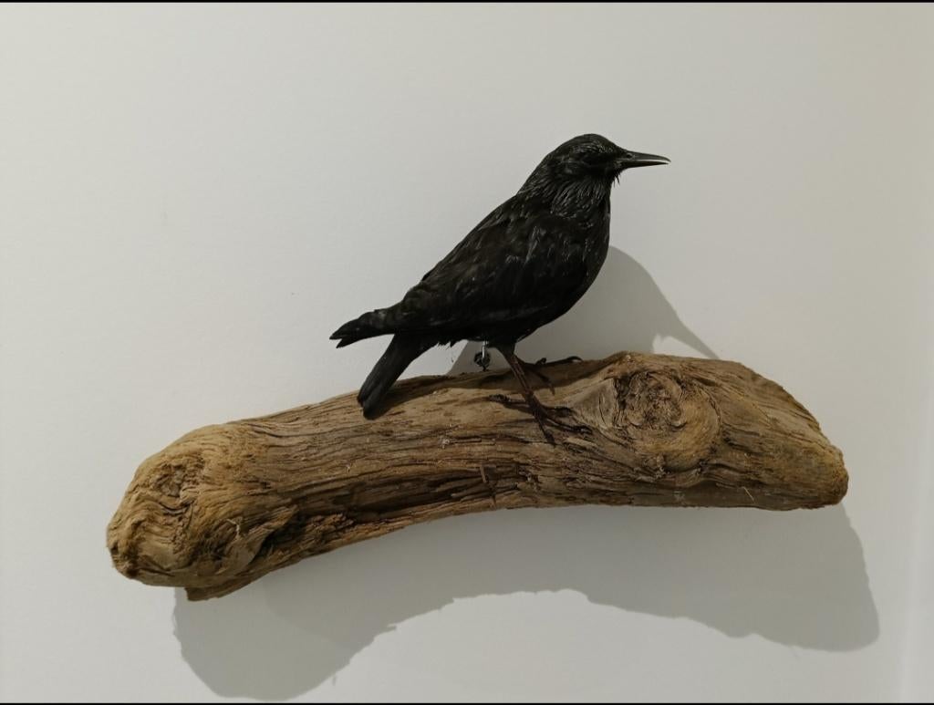 Opgezette Zwarte Spreeuw, Ophalen of Verzenden, Nieuw, Vogel, Opgezet dier