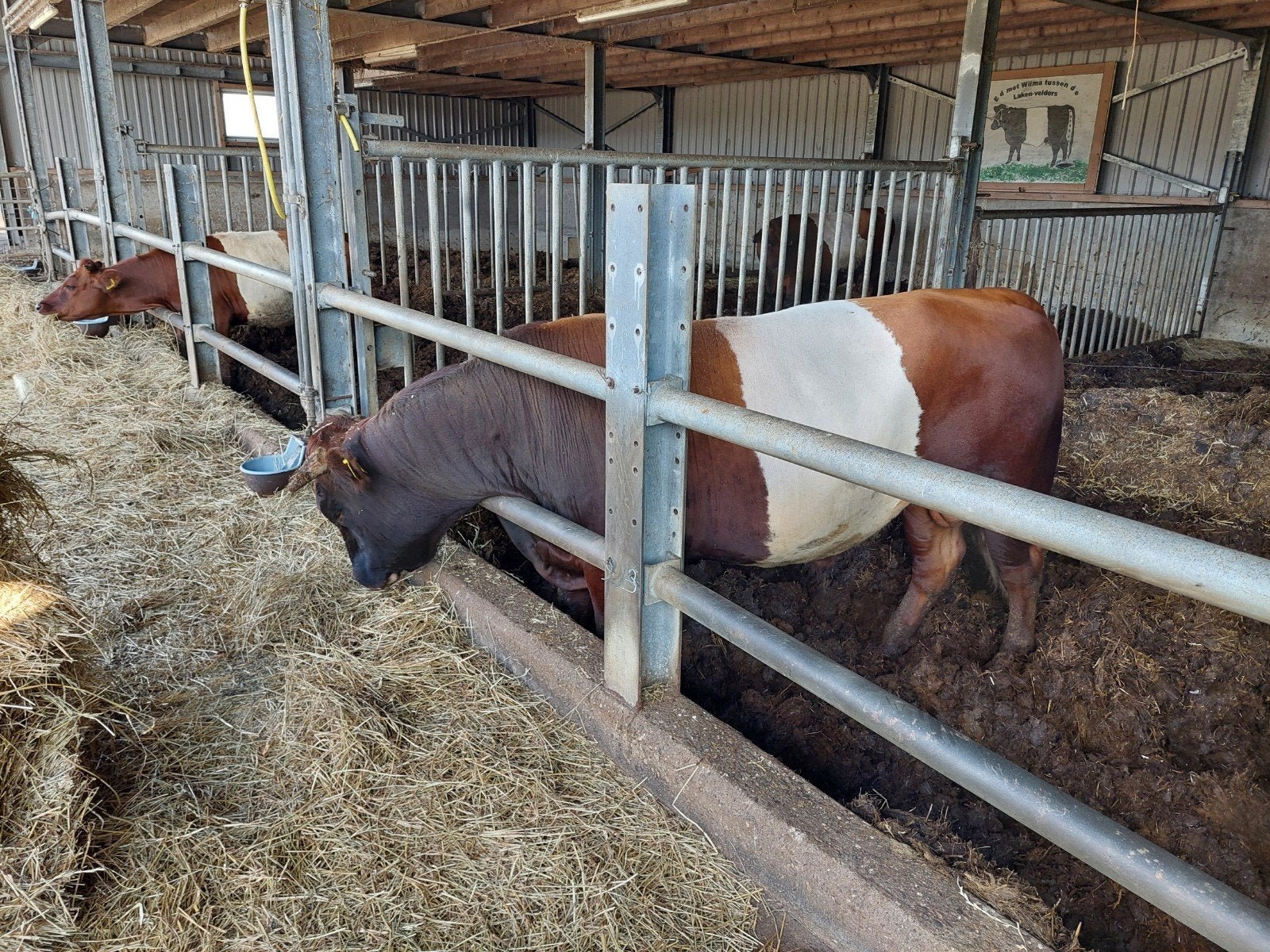 lakenvelder stieren te koop, Mannelijk