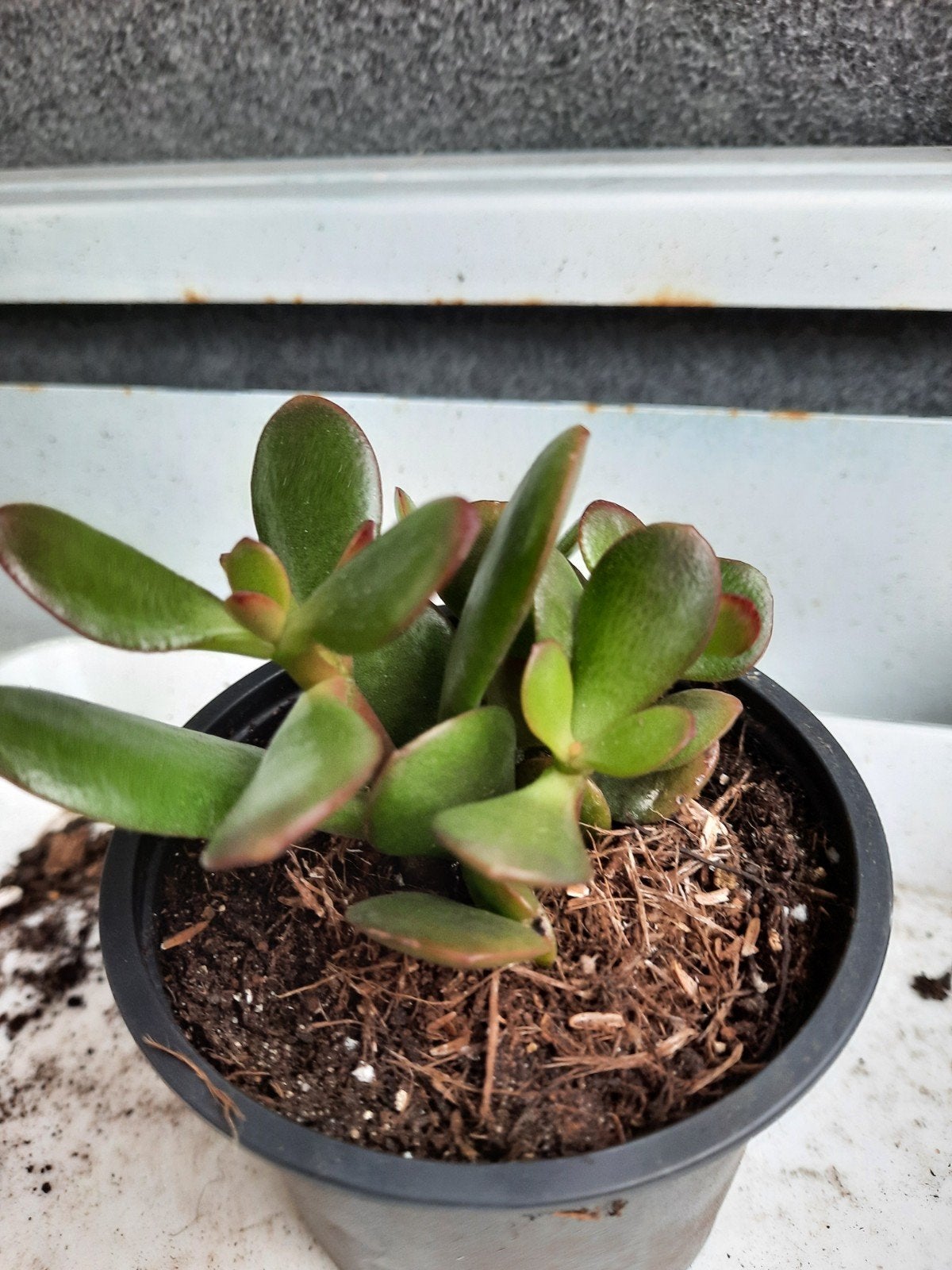 Crassula Ovata, Jadeplant, Huis en Inrichting, Kamerplanten, Ophalen, Halfschaduw, Minder dan 100 cm