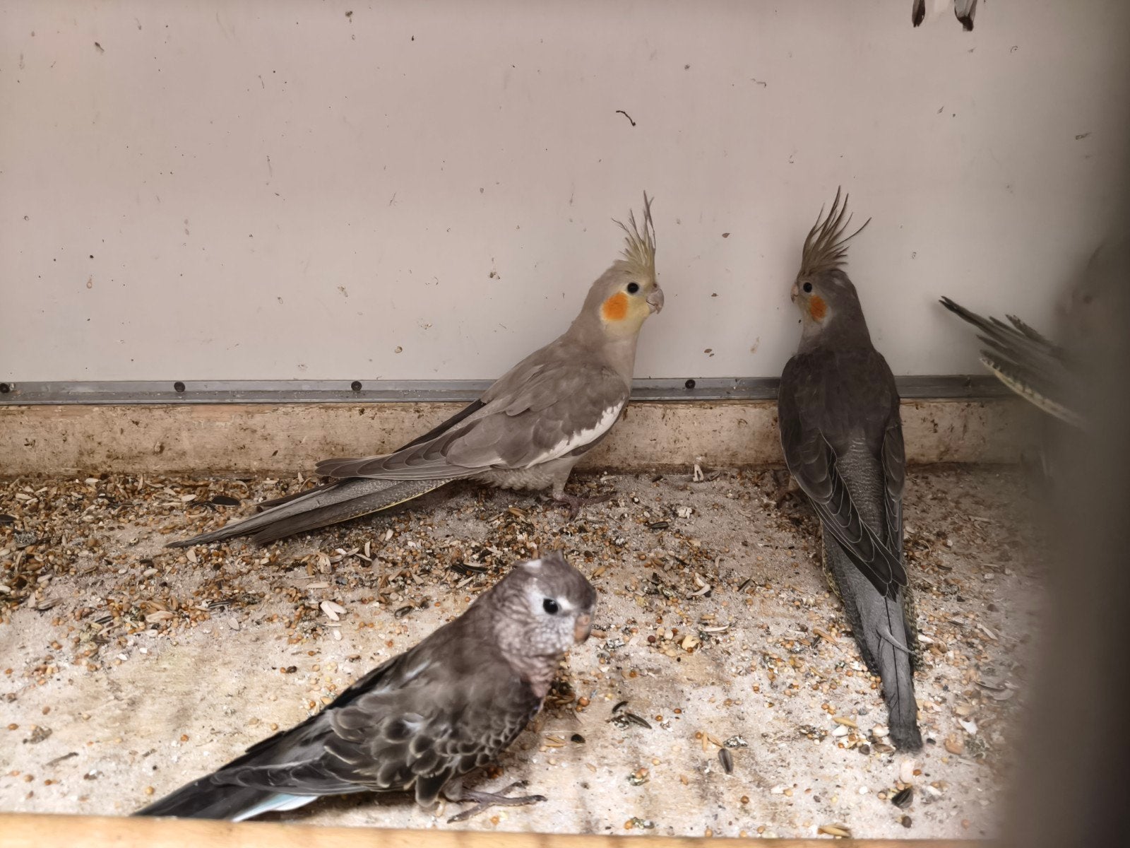 jonge valkparkieten net zelfstandig leuk om tam te maken, Dieren en Toebehoren, Meerdere dieren, Parkiet, Tam
