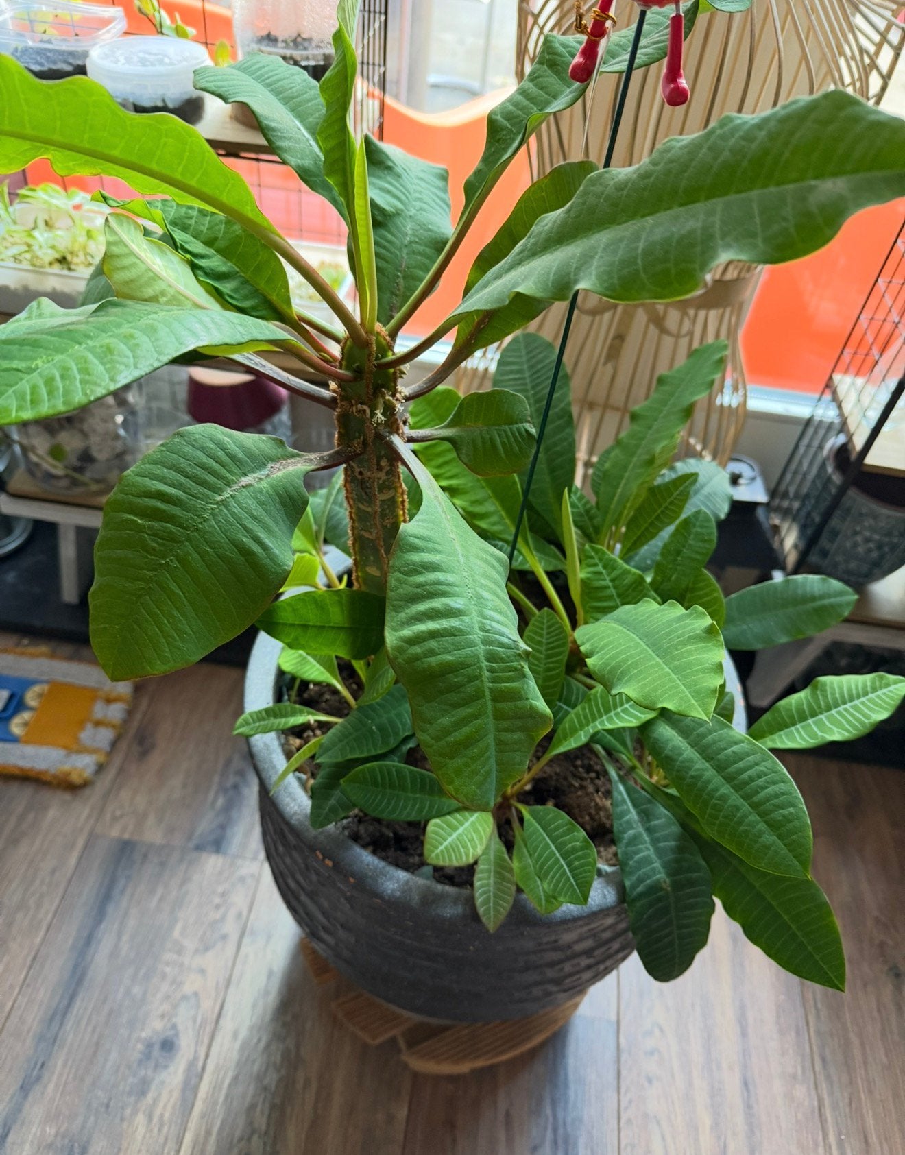 Zaadjes Madagaskar Jewel, Verzenden, Vaste plant, Overige soorten, Volle zon