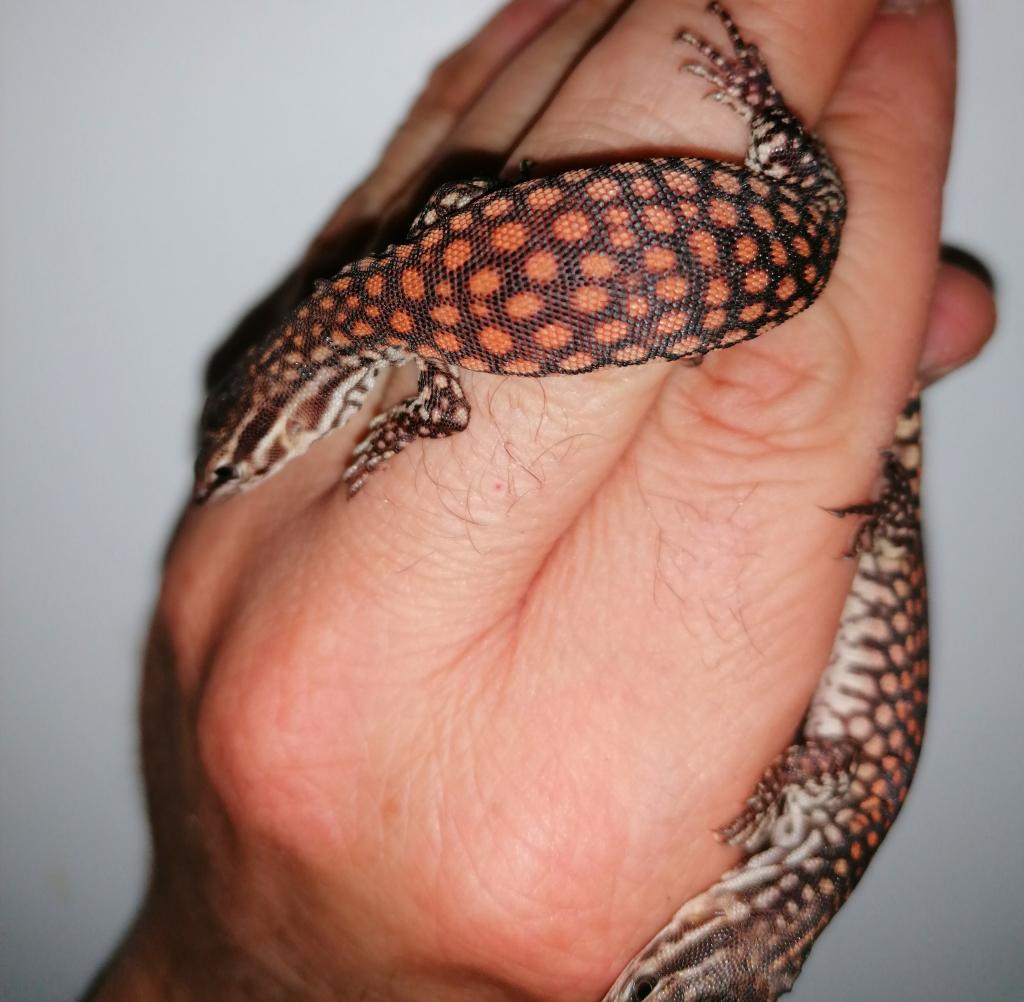 Varanus Acanthurus red ackie, Hagedis, 0 tot 2 jaar