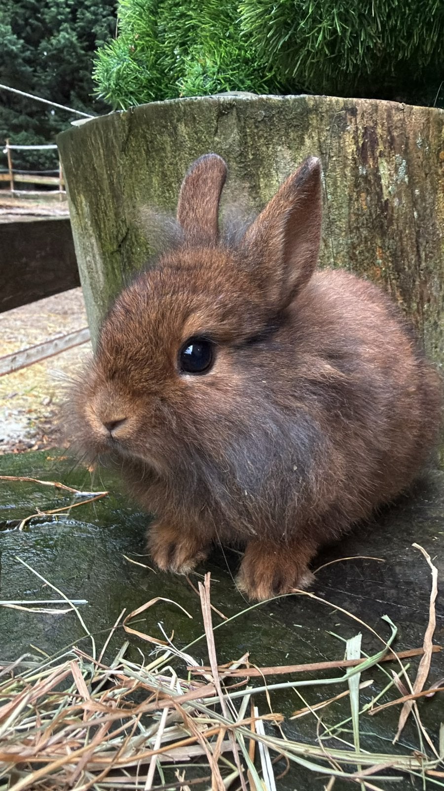 Prachtig half satijn., Dieren en Toebehoren, Konijnen, Meerdere dieren, Dwerg