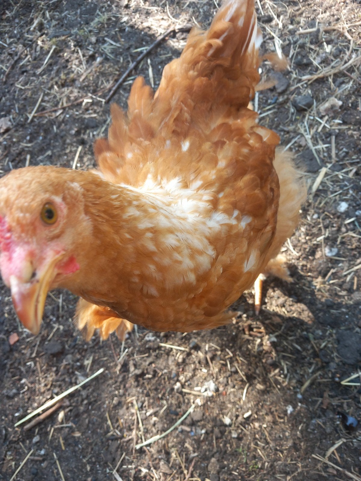 Kippen te koop!, Dieren en Toebehoren, Pluimvee, Kip, Vrouwelijk