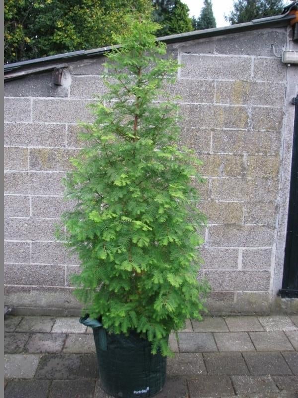Metasequoia glyptostroboides boom: prachtige groene kleur!, Tuin en Terras, Planten | Bomen, Bloeit niet, Overige soorten, 100 tot 250 cm